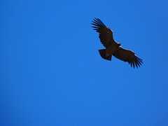 El Condor, em sua vigilia, passa sobre os Andes